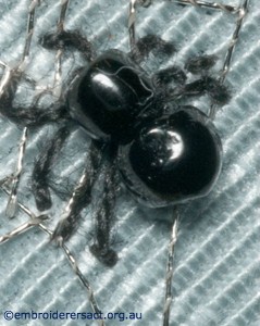 Close Up Black Bead Spider by Pat Bootland
