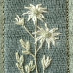 Flannel Flowers
