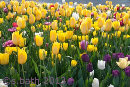photo of tulips at Floriade