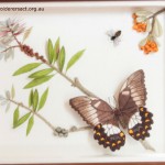 Stumpwork of Butterfly & Banksia